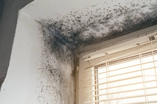 Affordable Basement Mold Remediation solutions in Warriors Mark, PA