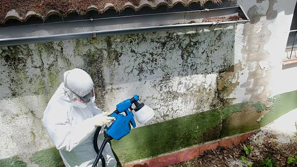 Top rated local Basement Mold Remediation specialists in Warriors Mark, PA